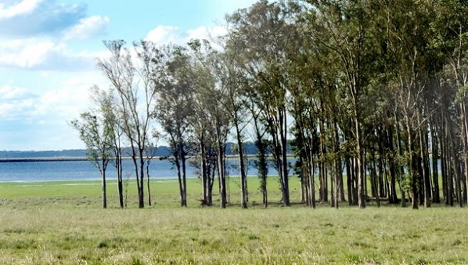 En la ganadería "el manejo, carga adecuada y suplementación fueron clave en el invierno"